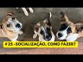 #25 Socialização, como fazer da melhor forma possível
