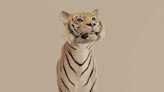 Realistic Tiger Animation Breakdown