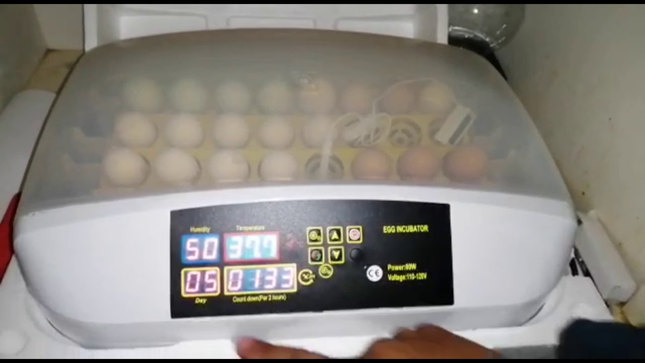 Como incubar huevos de gallina, incubadora HHD 32 - YouTube