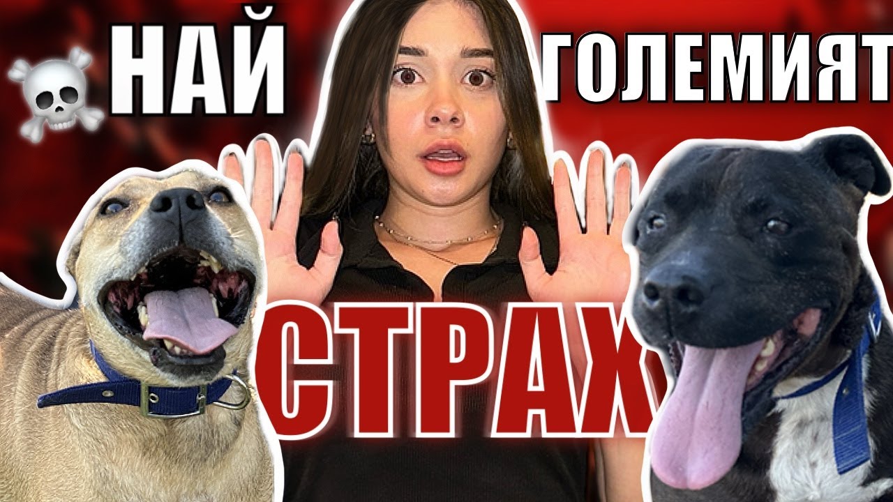 ХРИСИ ПРЕЖИВЯВА НАЙ-ГОЛЕМИЯT СИ СТРАХ| МНОГО ПИТБУЛИ??