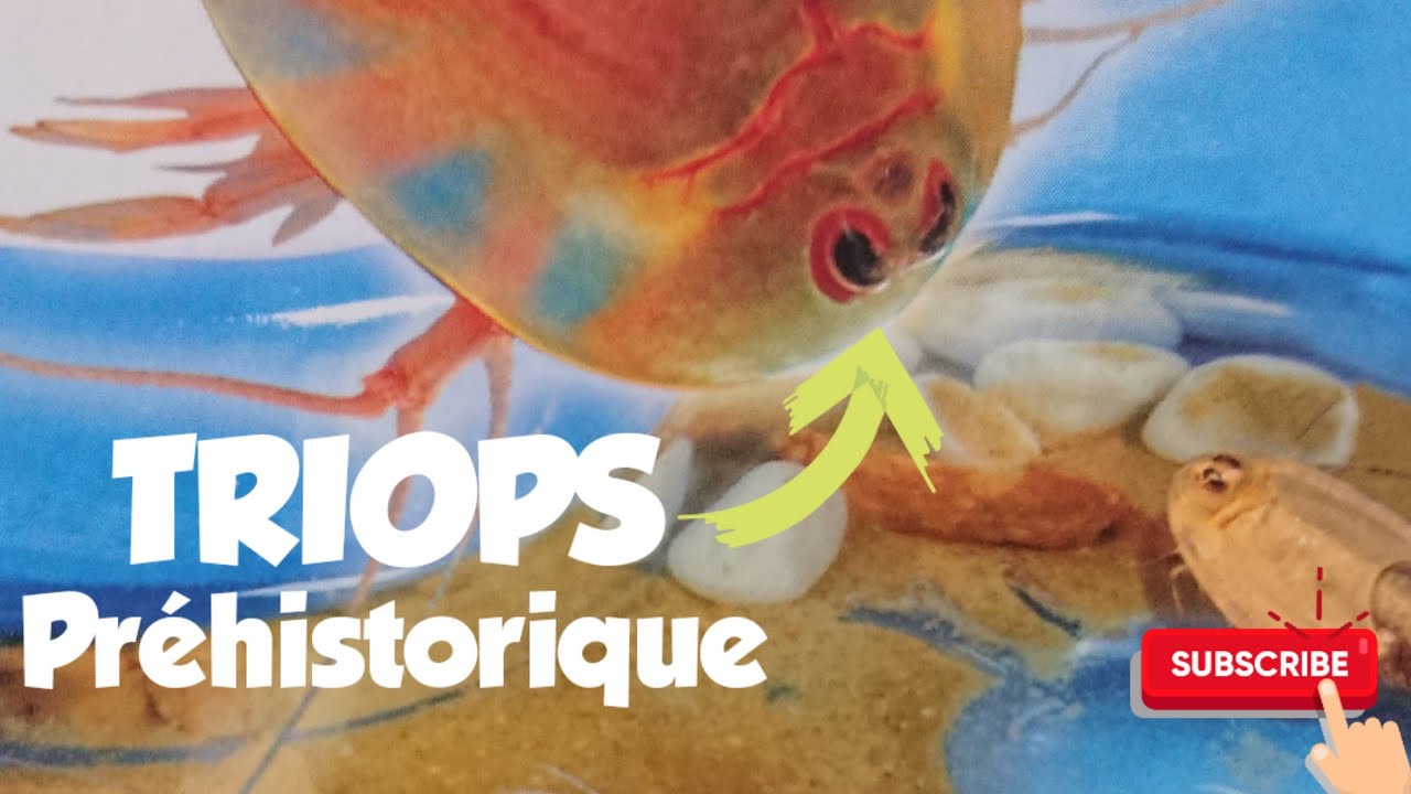 Triops : les animaux préhistoriques