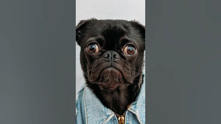 Dogs Can Smell Your Illness Here’s How!” #shorts