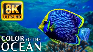 Colors Of The Ocean 8K Video ULTRA HD - The best sea animals for relaxing and soothing music #27