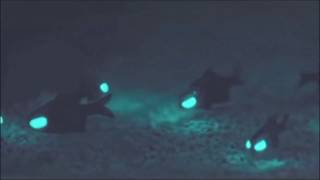 How to shine light on the ocean floor: Flashlight fish