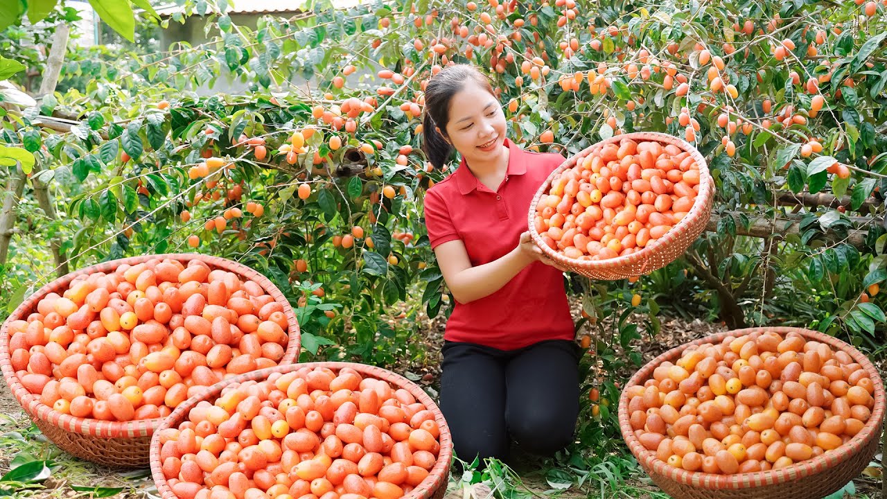 Harvesting 1000+ PURPLE Loquat | Cooking Tips, Incredible Jungle Farming Skills | Ánh Dương Harvest