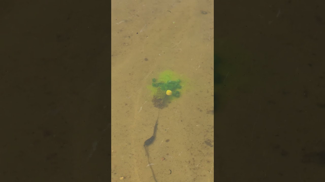 Этот подводный эксперимент вас удивит! Рыбалка под дождём 