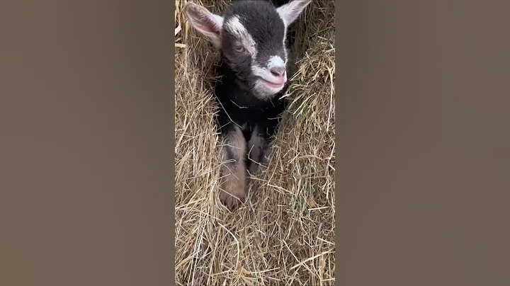 Moo vs  Baa  Can You Tell the Difference Between Cow and Goat Calls? #cutefarmanimal #cute #animals