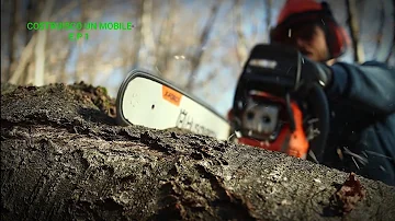 Com'è il tronco di un albero di ciliegio?