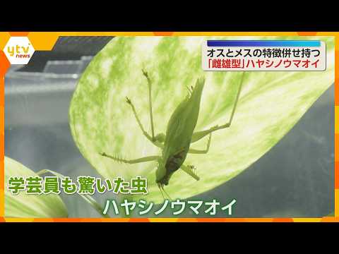 Hayashino-umaoi (Japanese Meadow Katydid) that chirps "switchon" in autumn on display: Features a...