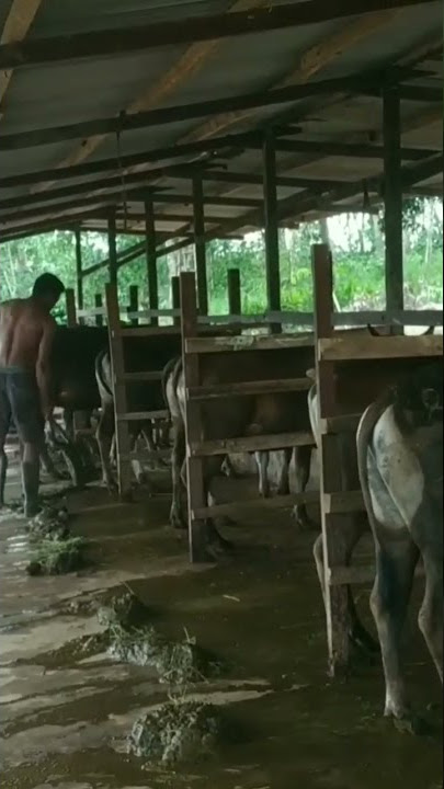 Bersihin Kotoran Sapi #cow #sapi #peternaksapi #shorts