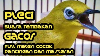 Burung Pleci Gacor Full Isian