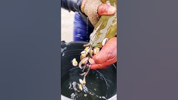 CÁ RỒNG SINH SẢN#aloca #alocavn #a_lô_cá #Ca #fish #Arowana #carong #quaboi #Kimlong #24k999 #Quaboi