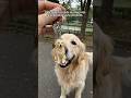 My friend said her dog's figurine looks exactly like him. She laughed for hours.#dog #figure #love