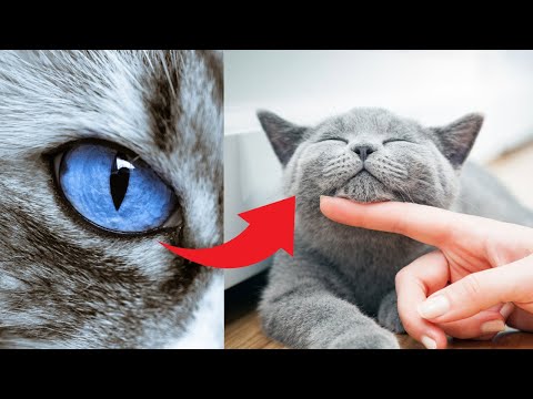 Video: Augenheilkunde Alternder Katzen