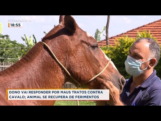 Após denúncia de maus-tratos, cavalo é encontrado com patas