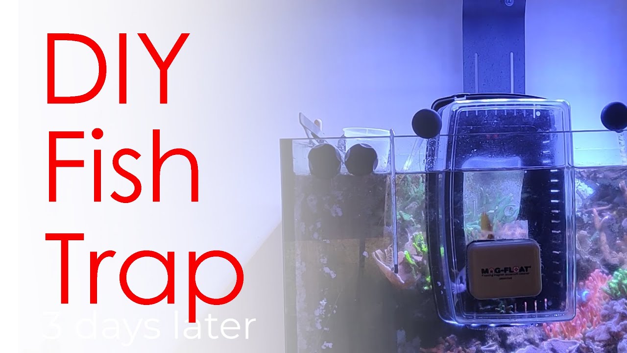 DIY Fish Trap with small aquarium YouTube