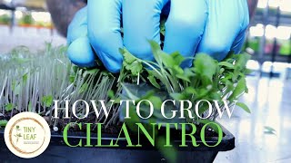 How to grow Cilantro  Seed to Harvest