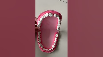 Working model of human teeth structure | clay school project  | tooth structure #subscribers