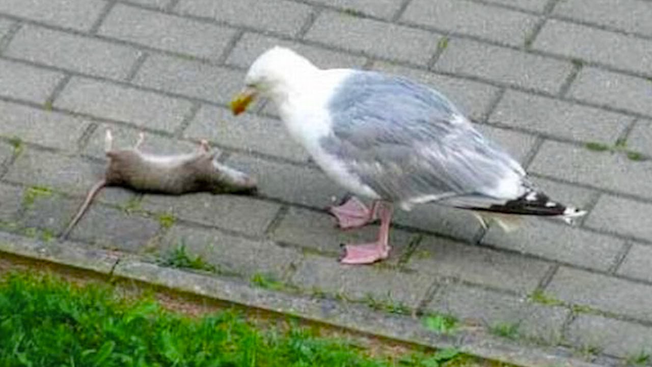 Predators in action, Seagull ate a rat! YouTube