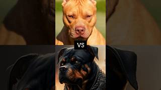 rottweiler VS pitbull #shorts