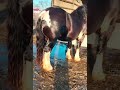 Deosebitul lui Mihai Bîzgan din Volovăț Bucovina România #cai #horse #caigrei #cavalo #horsepower