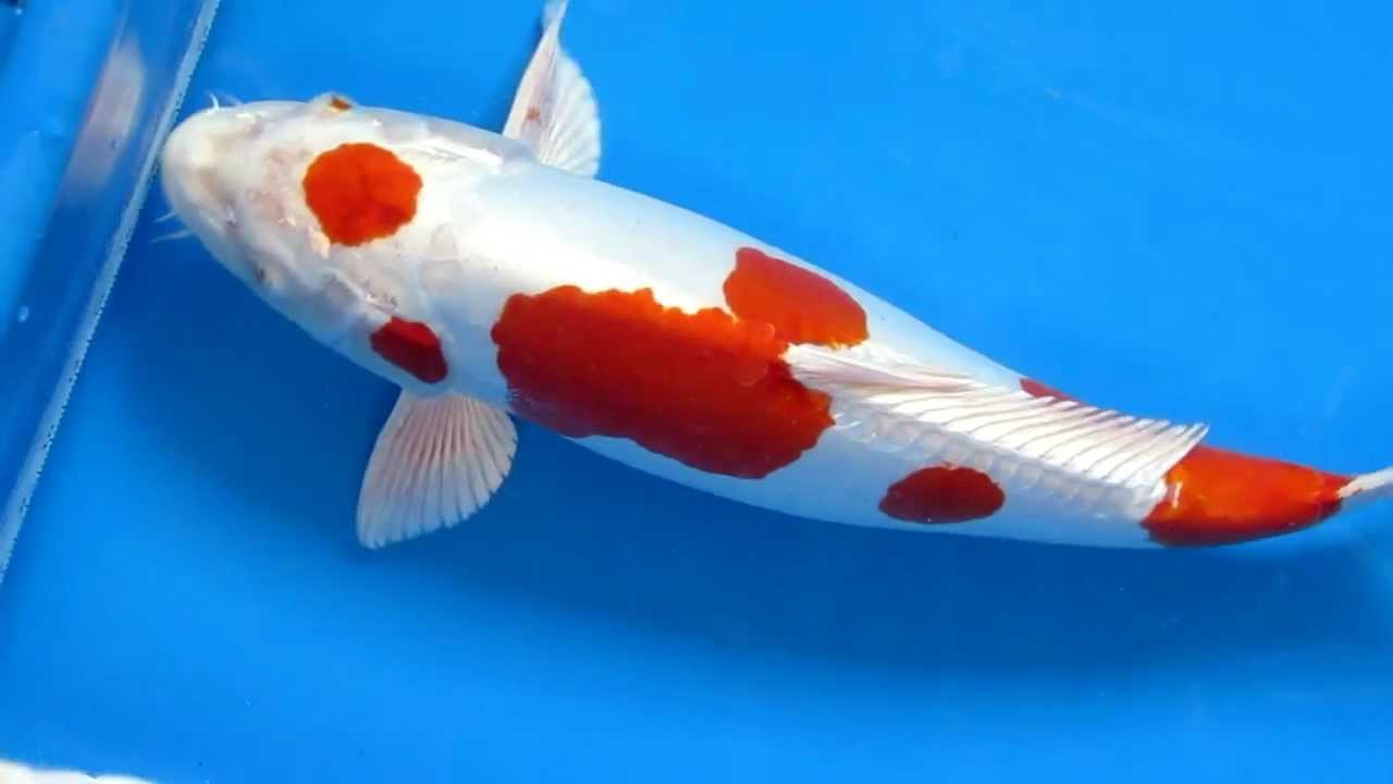 Very Beautiful Multi Steps Artwork Kikusui Pond Koi Fish Bred by