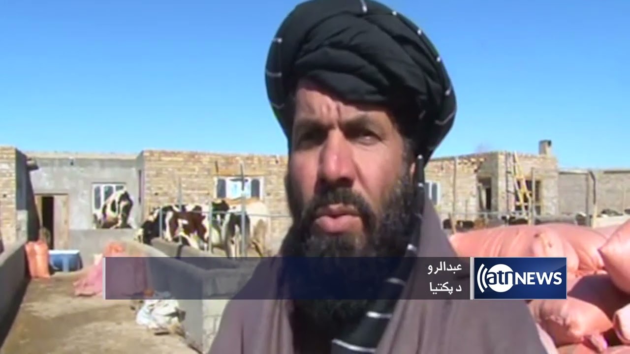 128 farms in Paktia: official| ده‌ها فارم گاو در پکتیا ساخته شده است