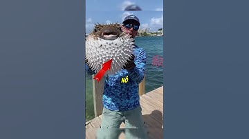 Vì sao ngư dân luôn thả cá nóc dù bắt được? Bí mật gây sốc! ⚠️