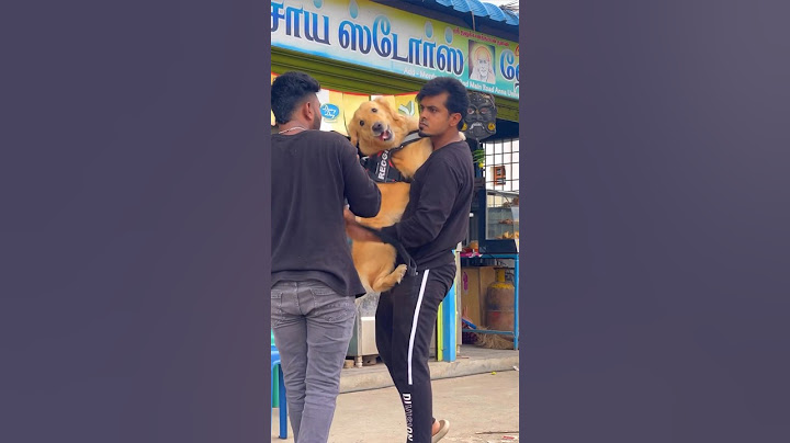 Subscribe for more videos like this #goldenretriever #doglover #puppies