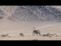 Desert Elephants crossing the mountains
