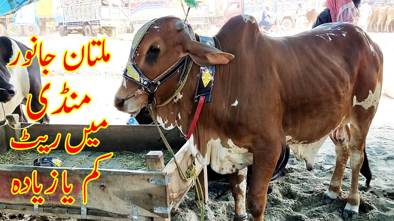 Multan Cow Mandi Mian Rates Kaam Say Zayda | SS Tv | Qurbani 2020 |