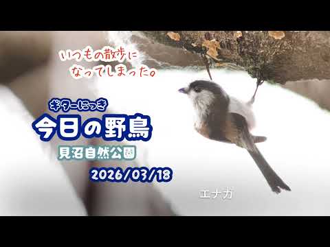 ギター日記 今日の野鳥 ・ 見沼自然公園 2026年3月18日