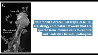 Improved assay for quantifying citrullinated histones as markers of disease