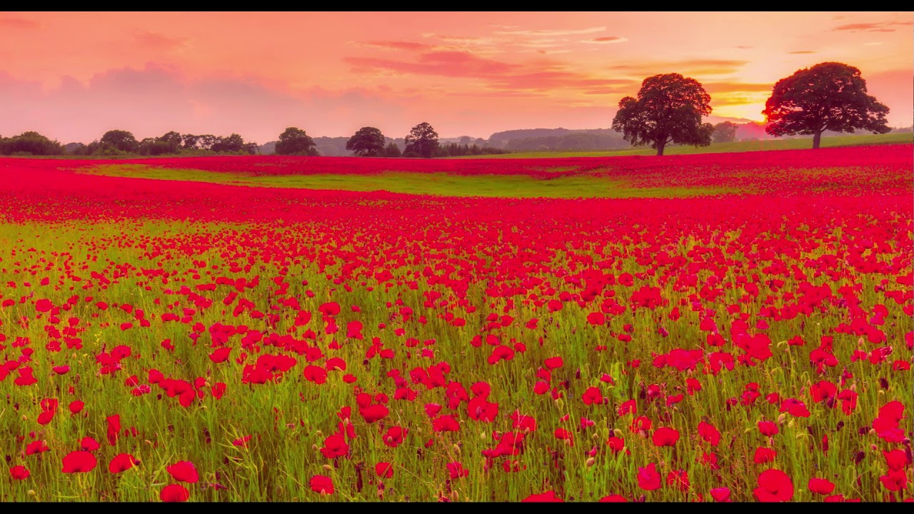 Chris Ojeda — Field Of Dreams (Original Mix)