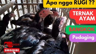 WON'T YOU MAKE A LOSS? Raising Bangkok Chickens for Meat | Business Opportunities | Pule Gede
