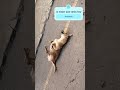 Perrito 🐕 hermoso hace show para la gente 😍