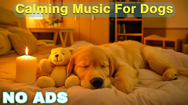 12 HOURS of Dog Calming Music For Dogs🎵💖Anti Separation Anxiety Relief Music🐶Sleep dog Healing🎵 thumbnail