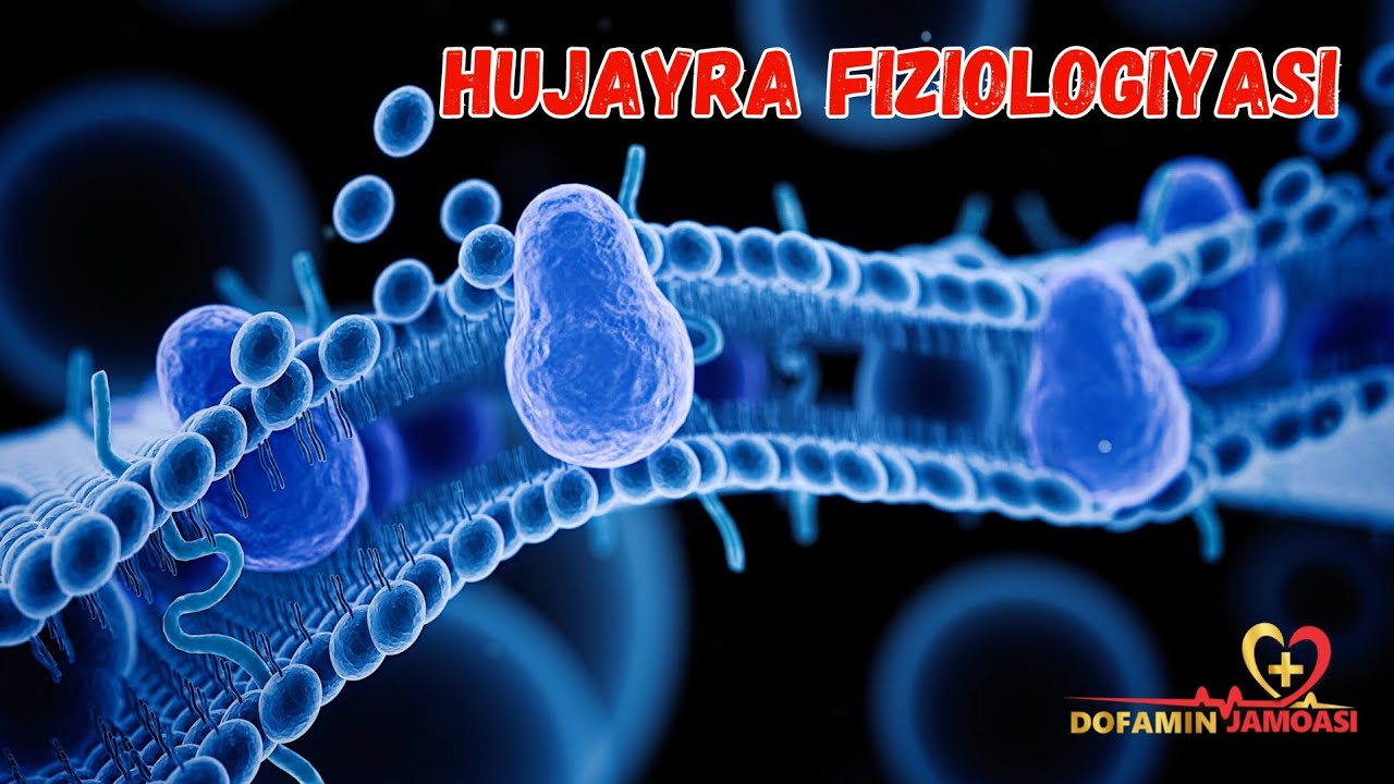 Hujayra fiziologiyasi | Hujayra membranasi, lipidlar va oqsillar | Hujayralararo birikishlar 