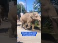 Elephant Herd Walks Through Busy Road in Haridwar | #viral #youtubeshorts #elephant