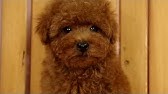 子犬 鳴き声 トイプードル 子犬 鳴き声 トイプードル