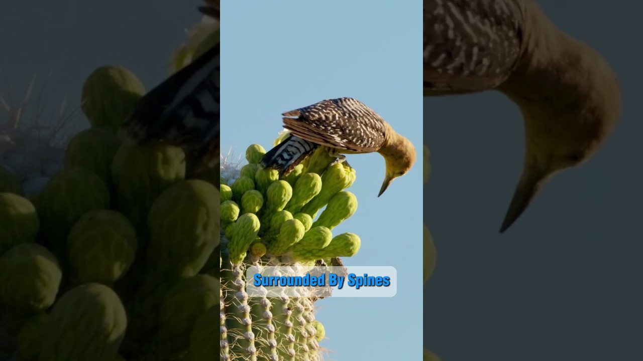 This Bird Chose the Most Dangerous Nest Possible 