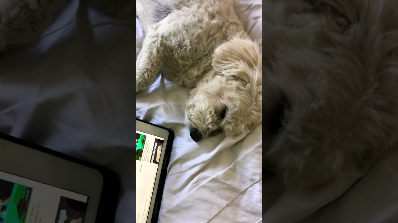 How To Make Your Dog Sleep 😴 