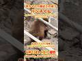 パンチくん【2026年6月13日撮影】赤ちゃん大接近で戸惑うパンチくん #がんばれパンチ #punch #HangInTherePunch #市川市動植物園【Punch the monkey】N02