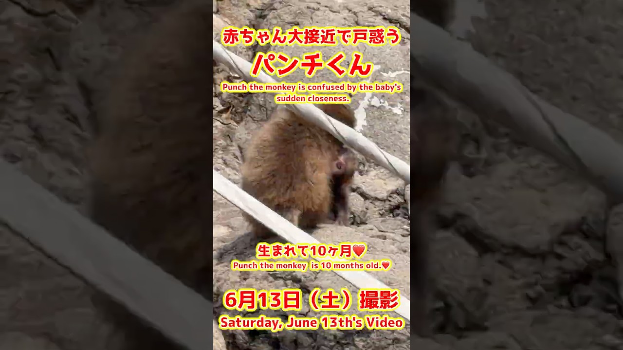 パンチくん【2026年6月13日撮影】赤ちゃん大接近で戸惑うパンチくん #がんばれパンチ #punch #HangInTherePunch #市川市動植物園【Punch the monkey】N02