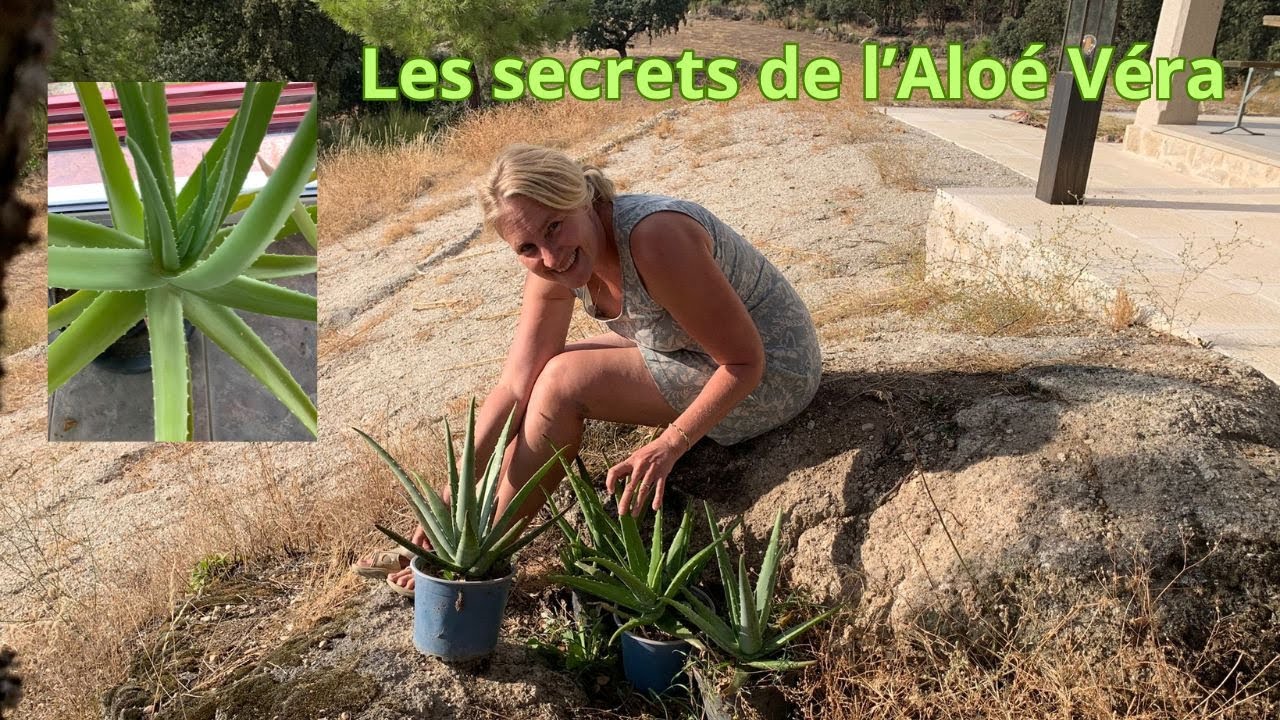 boire aloe vera Gel d'Aloe Vera Bio à boire : Troubles digestifs, Avis