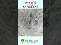 葉っぱの下に？うわーいっぱい♪【クワガタ探し】