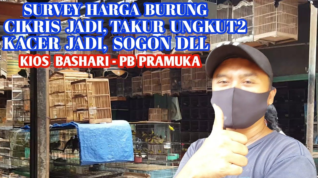 SURVEY HARGA BURUNG CIKRIS, KACER JADI, SOGON, PELATUK ULAM, BERAS DLL