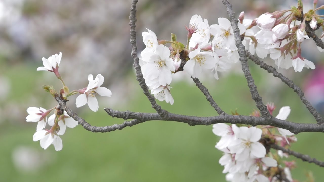 元荒川の桜堤(東武線架橋附近）