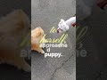 Unexpected Pet Friendship