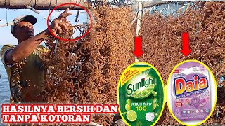 LUAR BIASA PANEN RUMPUT LAUT JENIS KATONIK DI SULAWESI TENGGARA